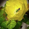 Green Bee on Cactus Flower by Steve DaPonte Green Bee on Cactus Flower by Steve DaPonte