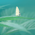 Green Morning Photograph by Jaroslav Buna Green Morning Photograph by Jaroslav Buna