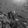 Green Sea Turtle And Schooling Fish Photograph by Tim Fitzharris Green Sea Turtle And Schooling Fish Photograph by Tim Fitzharris