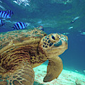 Green Sea Turtle, Balicasag Island, Philippines Photograph by Tim Fitzharris Green Sea Turtle, Balicasag Island, Philippines Photograph by Tim Fitzharris