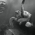 Green Sea Turtle Malaysia Photograph by Tim Fitzharris Green Sea Turtle Malaysia Photograph by Tim Fitzharris