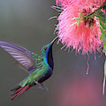 Green-throated Mango Feeding, Trinidad Photograph by Tim Fitzharris Green-throated Mango Feeding, Trinidad Photograph by Tim Fitzharris
