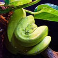 Green Tree Python by KJ Swan