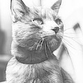 Grey Cat Posing, Black and White Sketch Digital Art by Rick Deacon Grey Cat Posing, Black and White Sketch Digital Art by Rick Deacon
