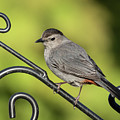 Grey Catbird 2019-1 by Thomas Young Grey Catbird 2019-1 by Thomas Young