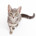 Grey Tabby Kitten Sitting And Looking by Mark Taylor / Naturepl.com