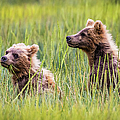 Grizzly cubs Photograph by Lyl Dil Creations Grizzly cubs Photograph by Lyl Dil Creations