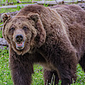 Grizzly Growl by Douglas Wielfaert
