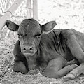Grumpy Cow Photograph by Eddie Yerkish Grumpy Cow Photograph by Eddie Yerkish