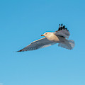 Gull In Flight 1 Photograph by Cathy Kovarik Gull In Flight 1 Photograph by Cathy Kovarik