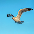 Gull In Flight 2 Photograph by Cathy Kovarik Gull In Flight 2 Photograph by Cathy Kovarik