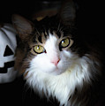 Happy Halloween Cat Photograph by Veronica Batterson Happy Halloween Cat Photograph by Veronica Batterson