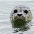 Harbor Seal Pup In Elkhorn Slough Photograph by Sebastian Kennerknecht Harbor Seal Pup In Elkhorn Slough Photograph by Sebastian Kennerknecht