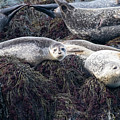 Harbor Seals Along Bay of Fundy Photograph by Scott Leslie Harbor Seals Along Bay of Fundy Photograph by Scott Leslie