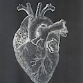Heart by Carol Morris