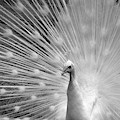 Heavenly Peacock Black and White Photograph by Ann Bridges Heavenly Peacock Black and White Photograph by Ann Bridges