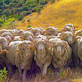 Herding Merino Sheep Photograph by Leslie Struxness Herding Merino Sheep Photograph by Leslie Struxness