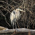 Heron 4 Photograph by Ann Bridges Heron 4 Photograph by Ann Bridges
