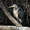 Heron Four Photograph by Ann Bridges Heron Four Photograph by Ann Bridges