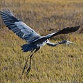 Heron in Flight by Suzanne Schaefer Heron in Flight by Suzanne Schaefer
