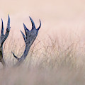 Hide & Seek  ( Horn Of Stag) Photograph by Kutub Uddin