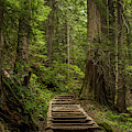 Hiking in Mt. Rainier, Washington Photograph by Julieta Belmont Hiking in Mt. Rainier, Washington Photograph by Julieta Belmont