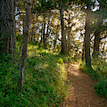 Hillside Path Photograph by Derek Dean Hillside Path Photograph by Derek Dean