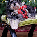 Holidays with Koby by Kim Mobley