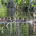 Hooded Merganser and Her Ducklings DWF0200 Photograph by Gerry Gantt Hooded Merganser and Her Ducklings DWF0200 Photograph by Gerry Gantt
