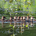Hooded Merganser Ducklings DWF0203 Photograph by Gerry Gantt Hooded Merganser Ducklings DWF0203 Photograph by Gerry Gantt