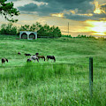 Horses at Sunset Photograph by Michael Frank Horses at Sunset Photograph by Michael Frank