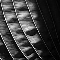 Hosta Abstract by David Pratt