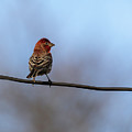 House Finch 2019-1 by Thomas Young House Finch 2019-1 by Thomas Young