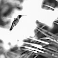 Humminbird in Black and White Photograph by Kelly Thackeray Humminbird in Black and White Photograph by Kelly Thackeray