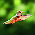 Hummingbird Flying Photograph by Meta Gatschenberger Hummingbird Flying Photograph by Meta Gatschenberger