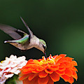 Hummingbird in Flight with Orange Zinnia Flower Photograph by Christina Rollo Hummingbird in Flight with Orange Zinnia Flower Photograph by Christina Rollo