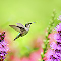 Hummingbird In Paradise Photograph by Christina Rollo Hummingbird In Paradise Photograph by Christina Rollo