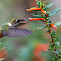 Hummingbird summer Photograph by Rudy Viereckl