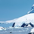 Humpback Whale (megaptera Novaeangliae) Photograph by Nick Garbutt