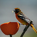 Hungry Oriole Photograph by Cathy Kovarik Hungry Oriole Photograph by Cathy Kovarik
