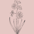 Hyacinth Blush Pink Flower by Naxart Studio Hyacinth Blush Pink Flower by Naxart Studio