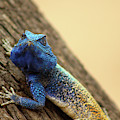 I am turning Blue ... Photograph by Eric Pengelly I am turning Blue ... Photograph by Eric Pengelly