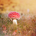 I know the place Photograph by Jaroslav Buna I know the place Photograph by Jaroslav Buna