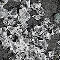 Ice Pattern On Black Sand by Norman Burnham Ice Pattern On Black Sand by Norman Burnham