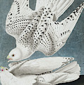 Iceland Falcon Or Jer Falcon By Audubon by John James Audubon Iceland Falcon Or Jer Falcon By Audubon by John James Audubon