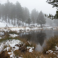 Idyllic winter forest landscape at Troodos Mountains, Cyprus Photograph by Michalakis Ppalis Idyllic winter forest landscape at Troodos Mountains, Cyprus Photograph by Michalakis Ppalis