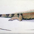 Iguana And Lizard -reptiles Of Panama- - 18th Century - Malaspina Expedition. Painting by Jose Cardero -1766-1811-