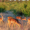 Impalas of Botswana, Painterly Photograph by Marcy Wielfaert Impalas of Botswana, Painterly Photograph by Marcy Wielfaert
