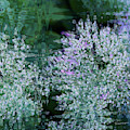 Impressions For Monet Photograph by Terri Harper Impressions For Monet Photograph by Terri Harper
