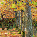 In a Row Photograph by Bob Cournoyer In a Row Photograph by Bob Cournoyer